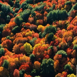 Guerlain - Aqua Allegoria Forte Rosa Palissandro