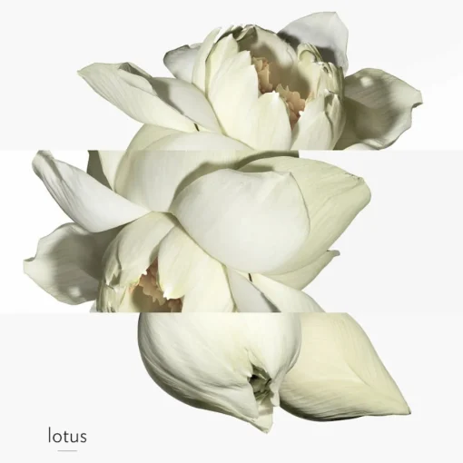 Hermès - Un Jardin sur le Nil - Eau de Toilette