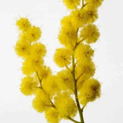 Reminiscence - Sous un Mimosa de Provence - Eau de Toilette Intense